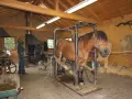 Un cheval de trait brun est dans un box de contention, prêt pour le parage. Des hommes travaillent dans l'atelier.