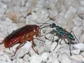 Una avispa cucaracha esmeralda, con su cuerpo iridiscente, se enfrenta a una cucaracha marrón sobre un lecho de guijarros.