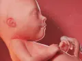 Dziecko w 21 tygodniu ciąży, z zamkniętymi oczami i dłońmi blisko twarzy, otoczone płynem owodniowym.
