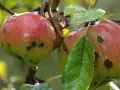 Manzanos con manchas oscuras, indicando la necesidad de saber con qué fumigar un manzano para proteger la cosecha.