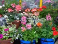 Kolorowe kwiaty do donic na taras: pelargonie, petunie i lobelie tworzą barwną kompozycję.