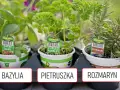 Co sadzić obok pietruszki, aby poprawić wzrost i uniknąć szkodników