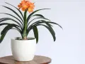 Pomarańczowa clivia w białej doniczce na drewnianym stoliku, z ciemnozielonymi liśćmi i bukietem kwiatów.