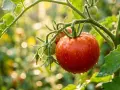 Reife Tomaten an einer Pflanze, bedeckt mit Tautropfen. Die Sonne scheint durch das Laub und beleuchtet die saftigen Früchte.