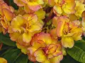 En grupp gula blommor med rosa kanter, som en pussmun blomma, i full blom.