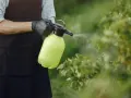 Ogródnik w czarnej zapasce i rękawiczkach opryskuje krzewy. Zastanawia się, ile miedzianu na 10 litrów wody będzie najlepsze.