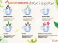 Ilustracja pokazuje sposoby parzenia różnych herbat, w tym zielonej herbaty, która zawiera kofeinę. Podano ilości liści, temperaturę wody i czas parzenia.