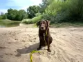 Brauner Hund mit gelber Leine sitzt am Sandstrand eines Sees. Ein schöner Tag für Berlin mit Hund.
