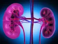 Reni umani stilizzati, con vasi sanguigni. Utile per chi cerca rimedi naturali per difficoltà a urinare uomo.