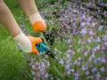 Hände mit Handschuhen schneiden Salbei-Zweige mit einer Gartenschere.