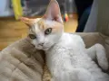 Ile żyją koty Devon Rex? Poznaj czynniki wpływające na ich długość życia