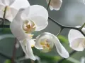Delikatne białe kwiaty storczyka, zwane też orchideami, zwisają z zielonej łodygi.