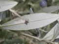 Piccola larva di tignola dell'olivo che crea gallerie e lascia escrementi su una foglia, mostrando i danni tipici.