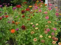 A vibrant patch of zinnias in various colors, from deep red to bright pink and orange. While beautiful, are zinnias edible? This garden offers a feast for the eyes, not the palate.