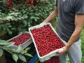Mężczyzna trzyma skrzynkę pełną dojrzałych wiśni, obok kolejne skrzynki z owocami.