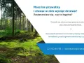 Czy można wyciąć drzewa na działce leśnej? Sprawdź, co musisz wiedzieć