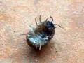 Una cochinilla de la humedad, con sus patas al aire, parece un pequeño guerrero rodando sobre la tierra.