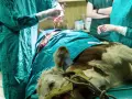 Młode cielę podczas zabiegu chirurgicznego. Studia weterynaryjne to nauka ratująca życie zwierząt.