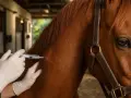 Un vétérinaire administre un vaccin à un cheval brun dans une écurie.