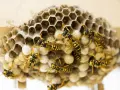 Un panal de avispas con varias avispas amarillas y negras trabajando en sus celdas hexagonales.
