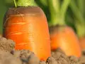 Carote fresche nel terreno, pronte per essere raccolte seguendo il calendario lunar.