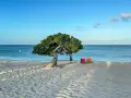Idealne miejsce na aruba wakacje: plaża z charakterystycznym drzewem, dwiema kolorowymi leżakami i spokojnym morzem.