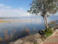 Spokojne wody Galilei odbijają błękitne niebo. Drzewo na brzegu i kamienista ścieżka zapraszają do kontemplacji.
