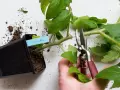 En hand med sekatör förbereder sig för att toppa tomater. En planta i kruka med jord och en blå etikett syns bredvid.