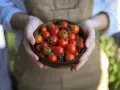 Mani che sorreggono una ciotola di cocco piena di succosi pomodori in vaso, appena raccolti.