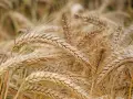 Spighe dorate di grano maturo, pronte per essere raccolte. Un campo che racconta la storia di quando si semina il grano e la natura dona i suoi frutti.