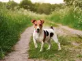 Szczeniak Jack Russell Terriera biegnie po ścieżce w trawie.