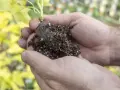 Dłonie trzymają bryłę korzeniową z młodą rośliną, widoczne są delikatne nitki grzybni, świadczące o zdrowej mikoryzie.