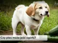 Czy pies może jeść biszkopty? Sprawdź, co może mu zaszkodzić