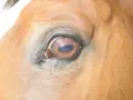 Gros plan sur l'œil d'un cheval brun, reflétant le ciel bleu. La vision du cheval est fascinante.