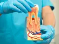 Model zęba w rękach dentysty. Czy ząb po leczeniu kanałowym może się zepsuć? Model pokazuje przekrój zęba z naczyniami krwionośnymi.