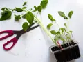 Rosa saxar bredvid tomatplantor i plastkruka. Dags att fundera på hur ska man toppa tomatplantor för bättre skörd.