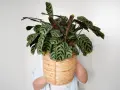 Calathea zebrina w wiklinowym koszu. Dowiedz się, jak dbać o tę roślinę, by pięknie rosła.