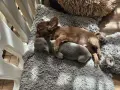 Dwa szczenięta chihuahua śpią wtulone w siebie na miękkim kocu. To dowód, że mamy najlepsza hodowla chihuahua w Polsce.