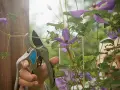 Gärtner schneidet mit einer Gartenschere eine Clematis. Die lila Blüten und grünen Blätter sind im Fokus.