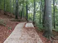 Kamienna ścieżka w lesie, liście na ziemi, a na drzewie znak szlaku. W oddali widać ludzi idących na Kozia Górę.