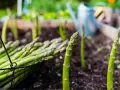 Asparagi freschi raccolti in un cesto, con la pianta di asparagi che spunta dal terreno in un orto.