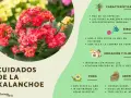 Kalanchoe blossfeldiana cuidados: riego, ubicación, poda y abono para esta planta de interior con flores rojas y hojas suculentas.