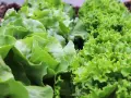 L'insalata fresca cresce rigogliosa, con foglie verdi e ondulate. Il corretto piantare insalata distanza garantisce una crescita sana e abbondante.