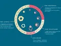 Schema del ciclo mestruale, con le fasi (mestruale, follicolare, ovulazione, luteale) e i relativi sintomi, utile per il cycle syncing.