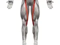 Anatomical illustration of the human leg, highlighting the sartorius muscle (mięsień szewski) in red.