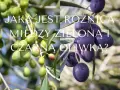 Dwa pnie drzew oliwnych z owocami w różnych kolorach: zielone i ciemnofioletowe. Różnice w kolorach oliwek.