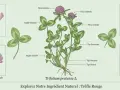 Botanische Darstellung von Rotklee (Trifolium pratense L.) mit Blüten, Blättern, Wurzeln und Samen. Entdecken Sie die rotklee heilwirkung.