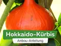 Ein leuchtend orangefarbener Hokkaido-Kürbis wächst an seiner Pflanze. Die Anleitung zum Anbau von Hokkaido-Kürbissen ist im Bild zu sehen.