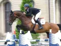 Un cavalier et son étalon bondissent par-dessus un obstacle. L'étalon, fier et puissant, montre sa forme athlétique.