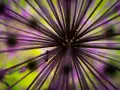 Une fourmi explore une fleur d'ail ornementale en mode macro. Les rayons violets et le fond vert vif créent un univers miniature fascinant.
